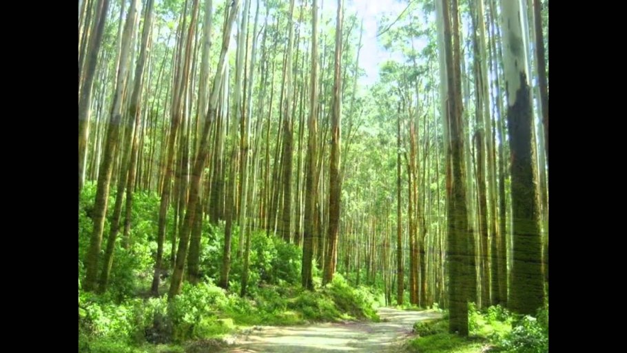 Redwood Forest деревья секвойи