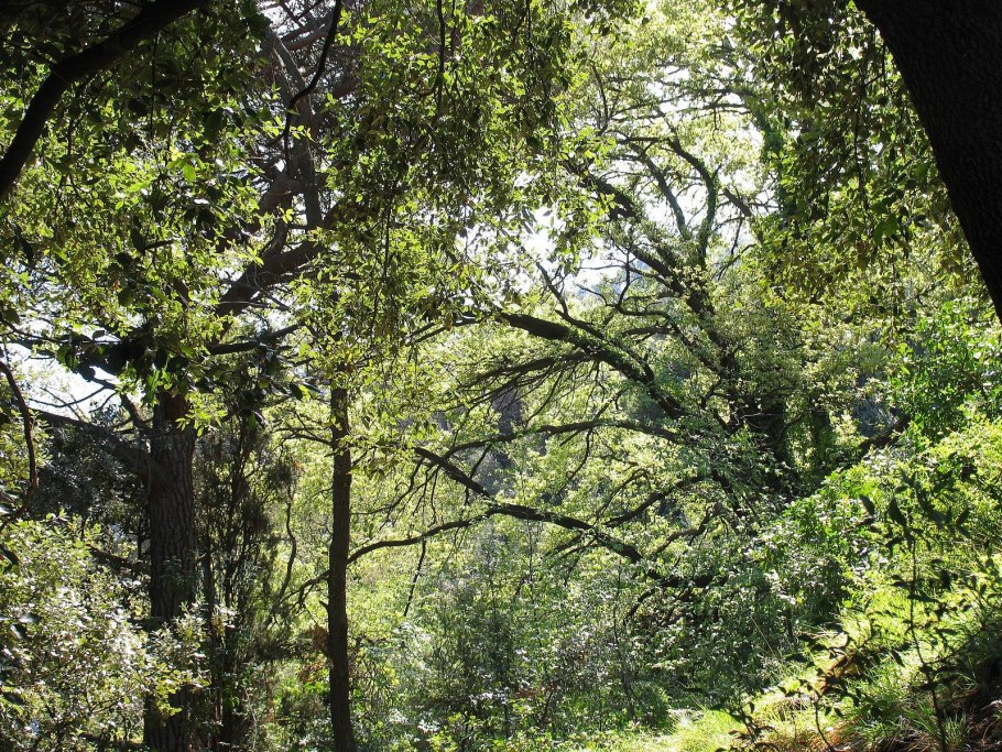 Sequoia sempervirens Lightning