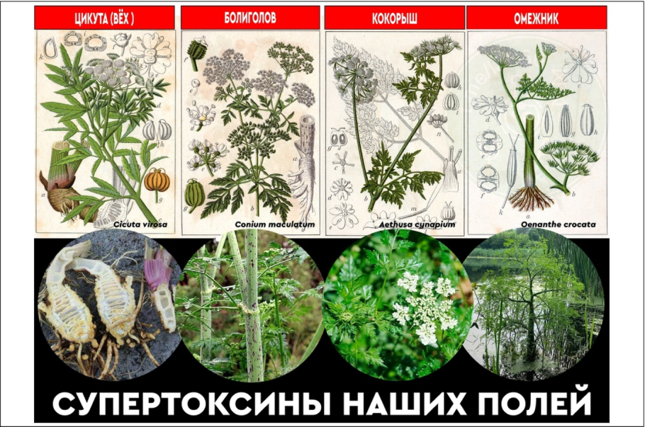 Ядовитые растения Сахалина