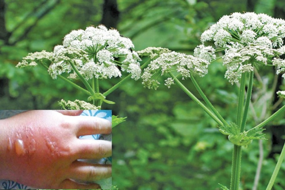 Болиголов пятнистый