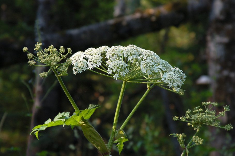 Conium maculatum болиголов пятнистый