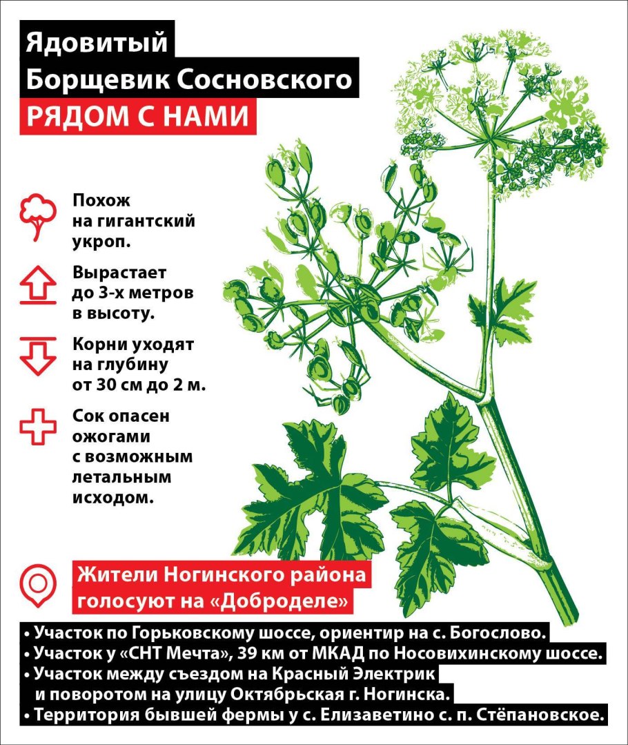 Лекарственные растения Омской