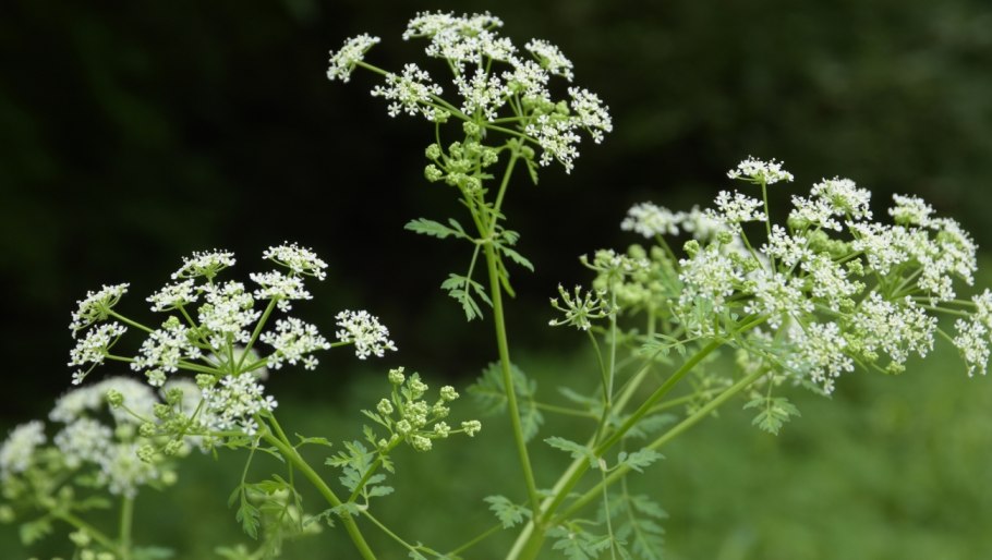 Ядовитое растение цикута