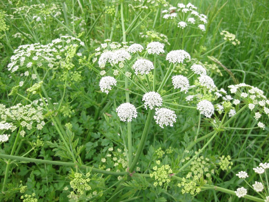 Болиголов крапчатый