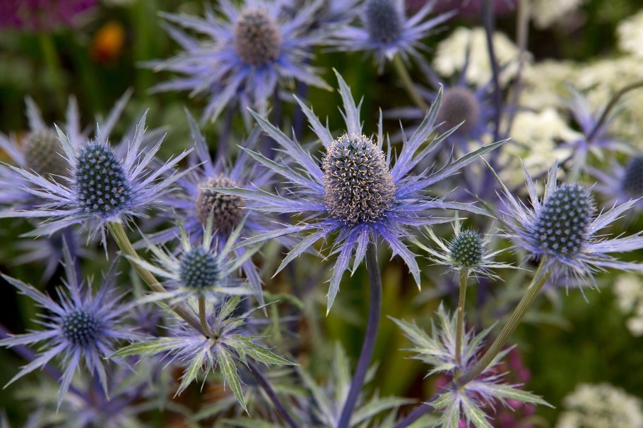 Синеголовник Eryngium big Blue