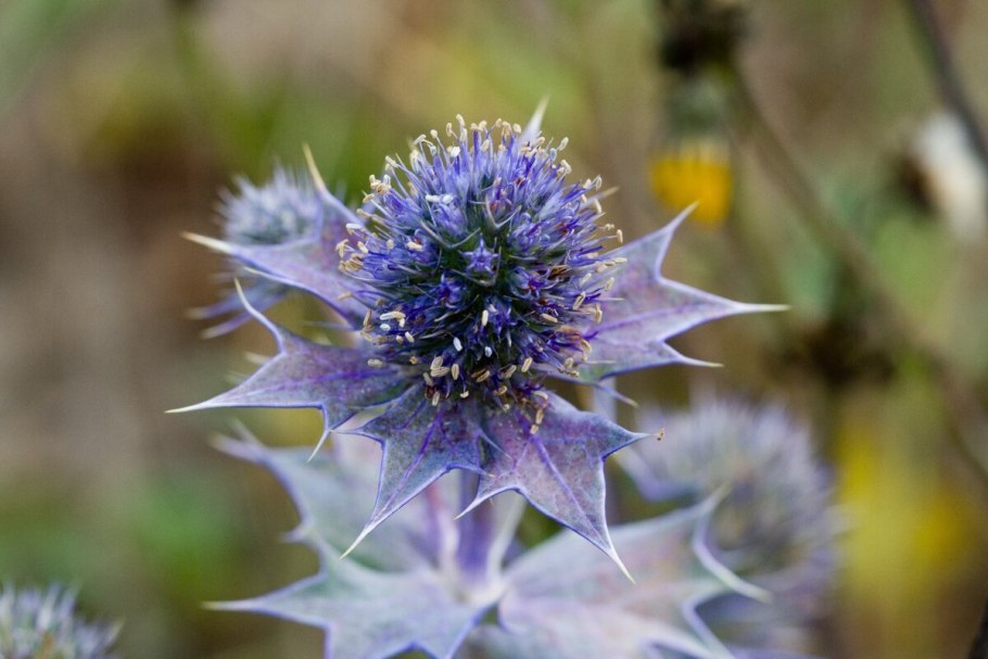 Синеголовник Eryngium alpinum Blue Star