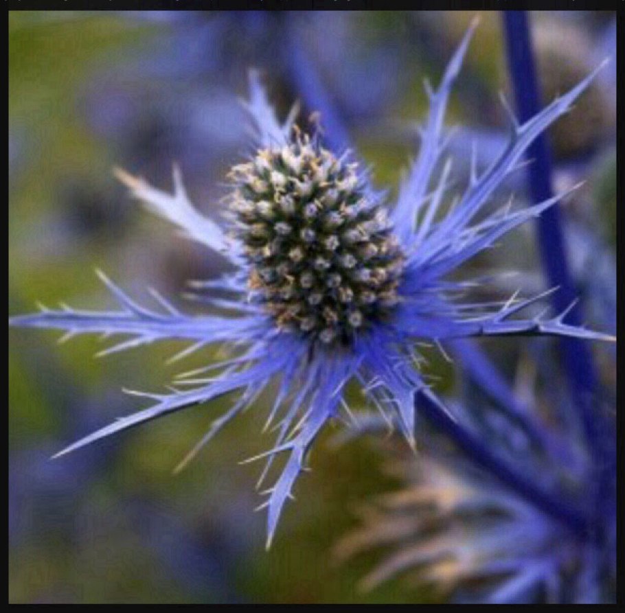 Синеголовник (Eryngium) Вильмотт