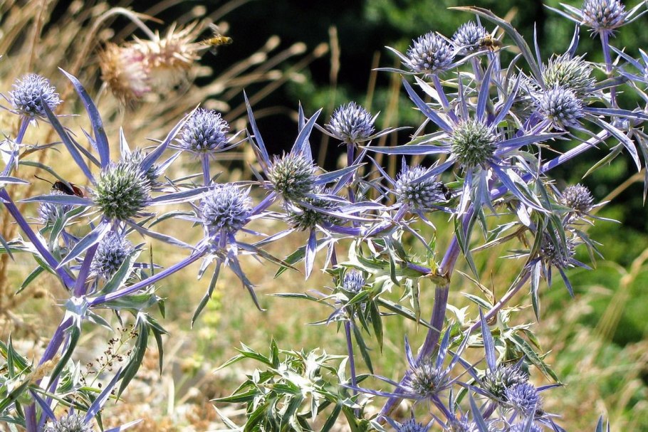 Синеголовник Eryngium Planum