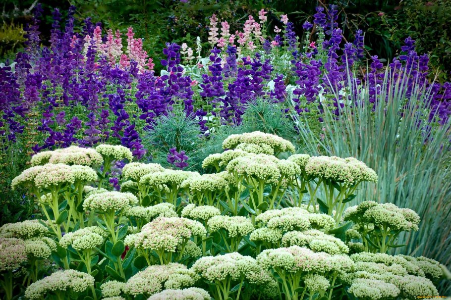 Тысячелистник Церизе Квин