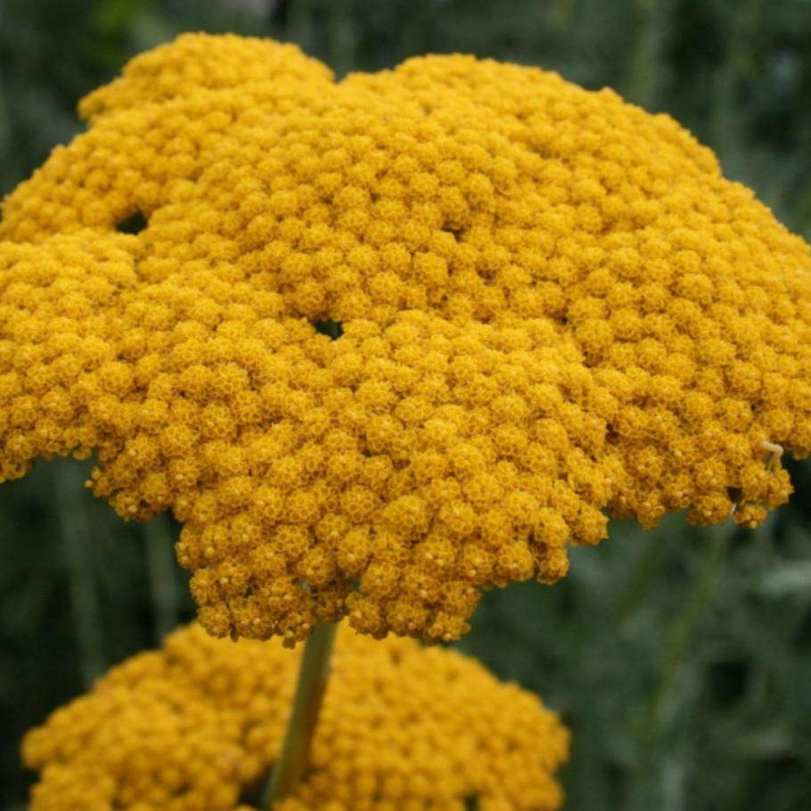 Тысячелистник садовый многолетний