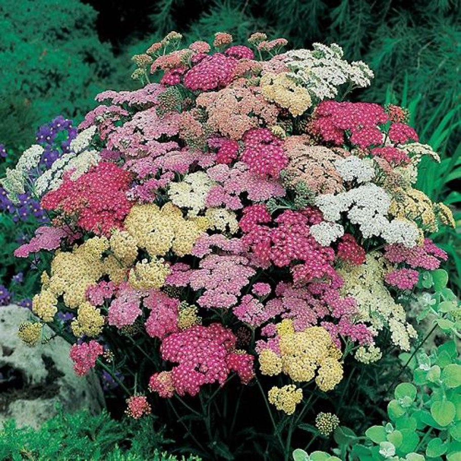 Тысячелистник птармика (Achillea ptarmica)