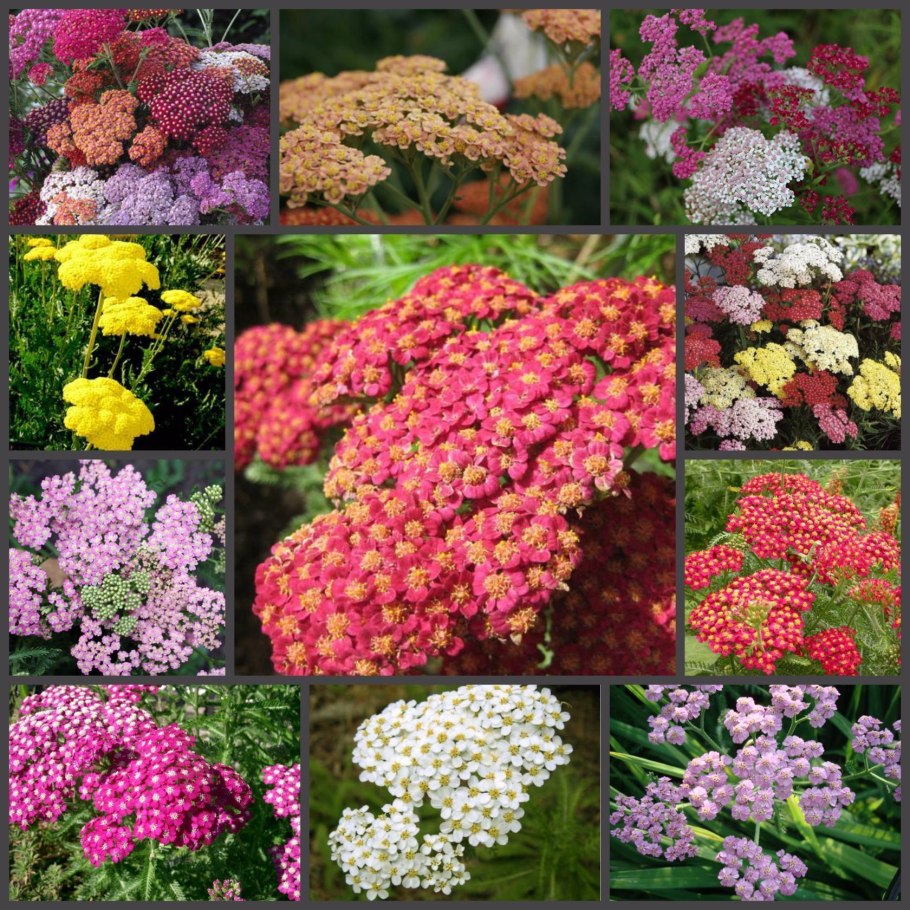 Тысячелистник садовый розовый