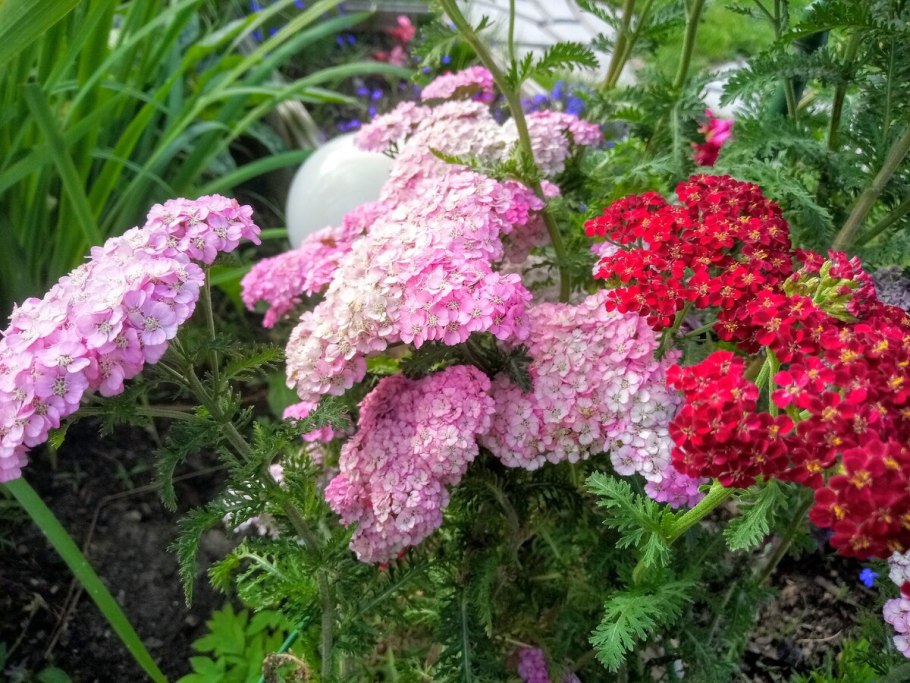 Тысячелистник Экселент