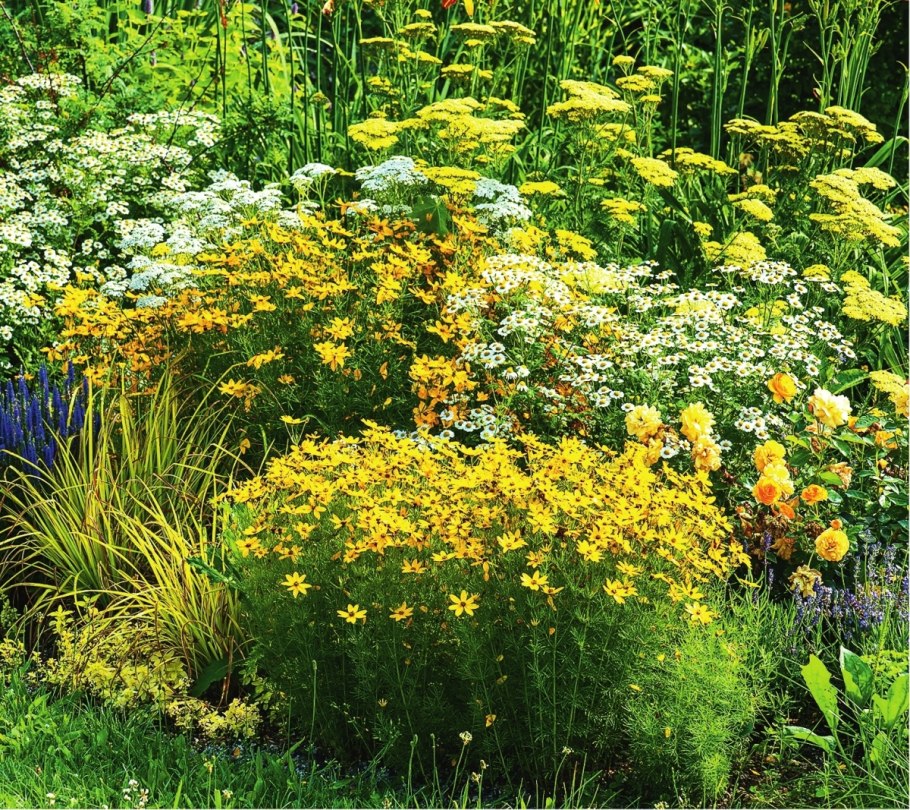 Тысячелистник Колорадо