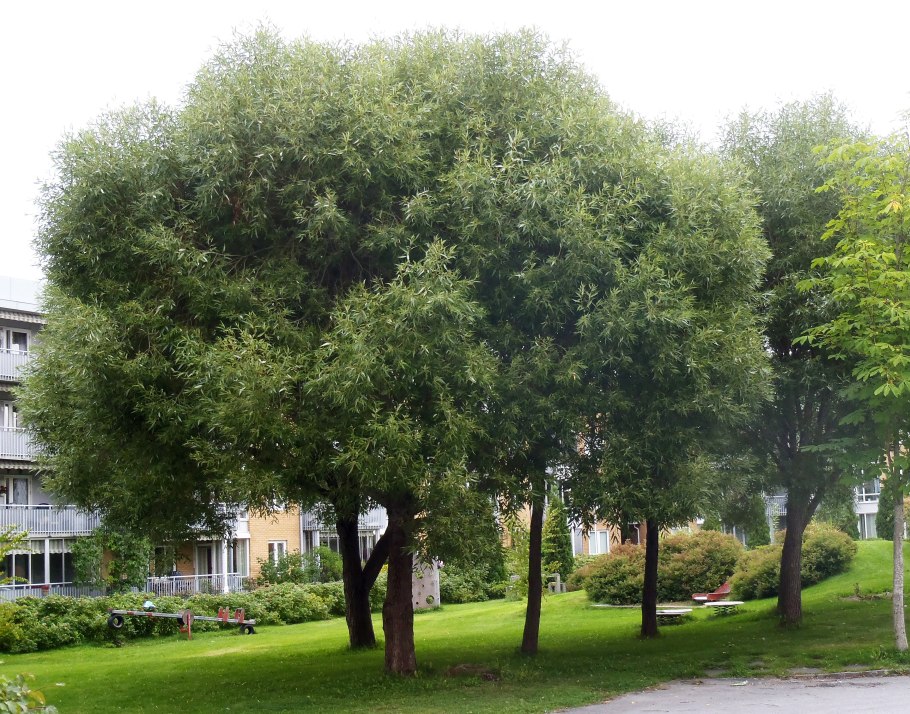 Ива белая (Salix Alba)