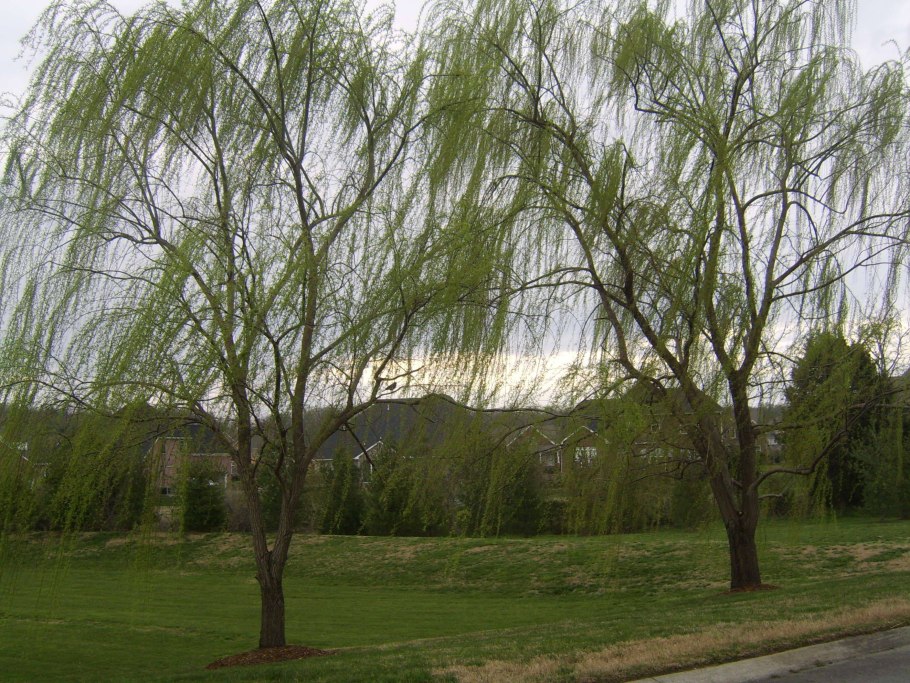 Ива ломкая bullata