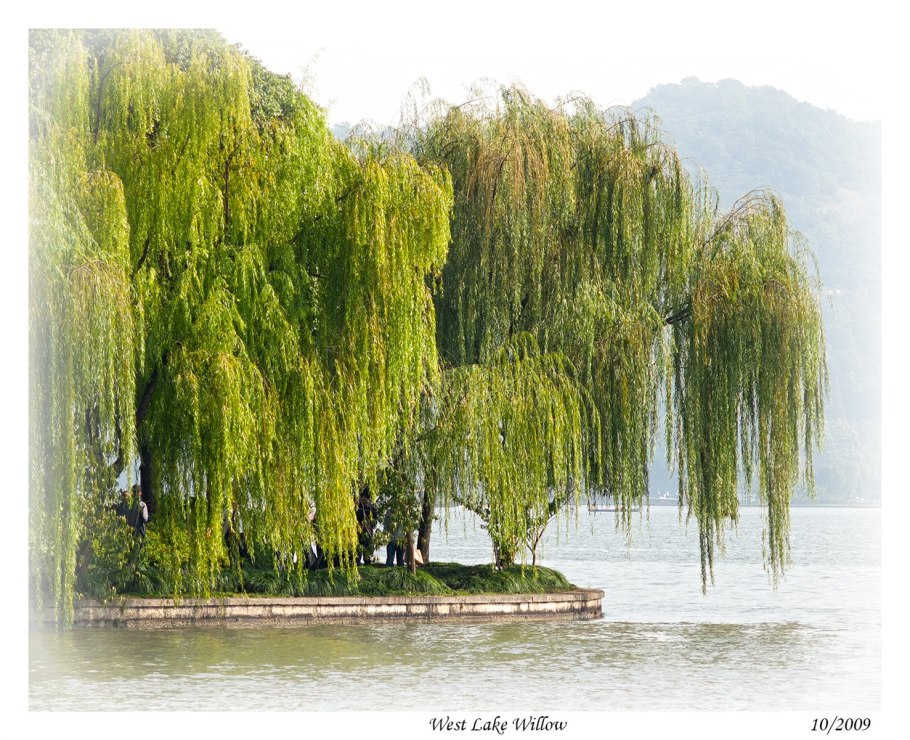 Ива белая вителлина Пендула