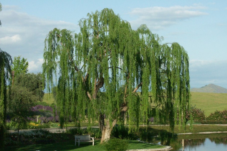 Ива дерево или кустарник