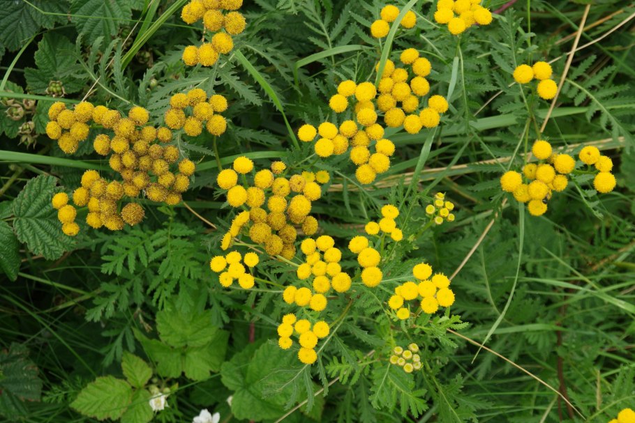Tanacetum communis