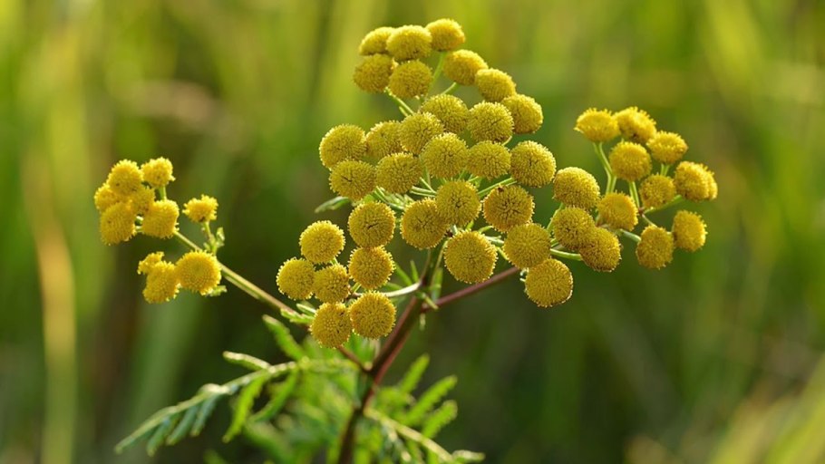 Пижма обыкновенная Фармакогнозия