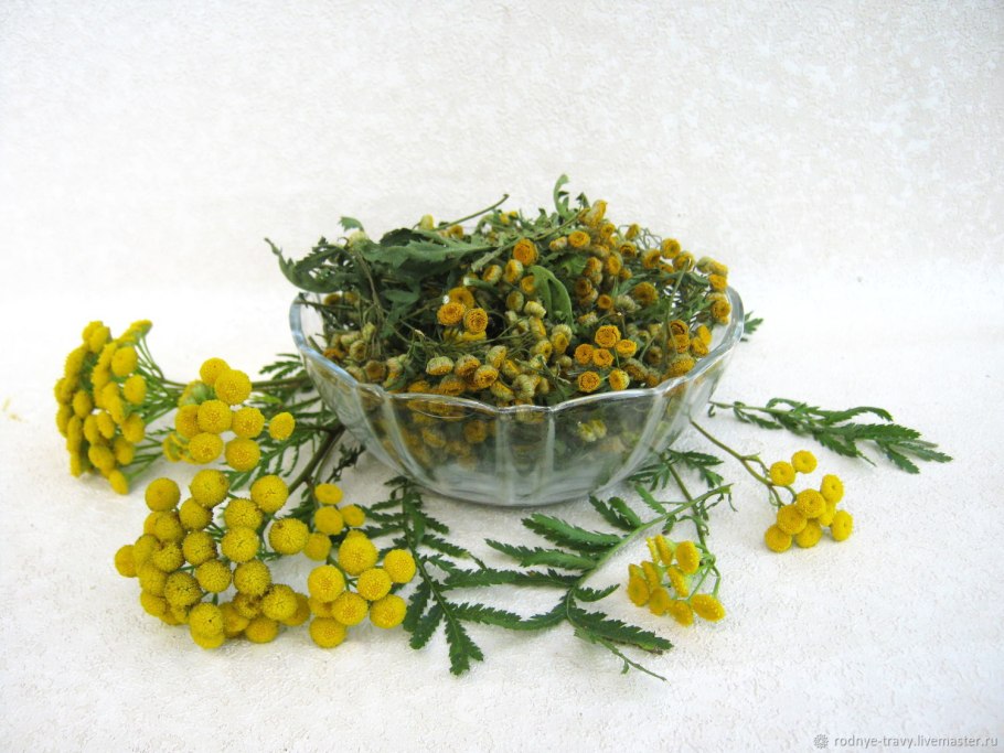 Пижма обыкновенная - Tanacetum vulgar