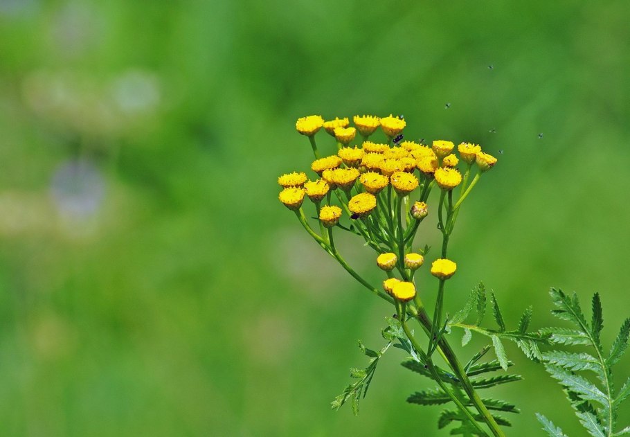 Пижма обыкновенная ботаника