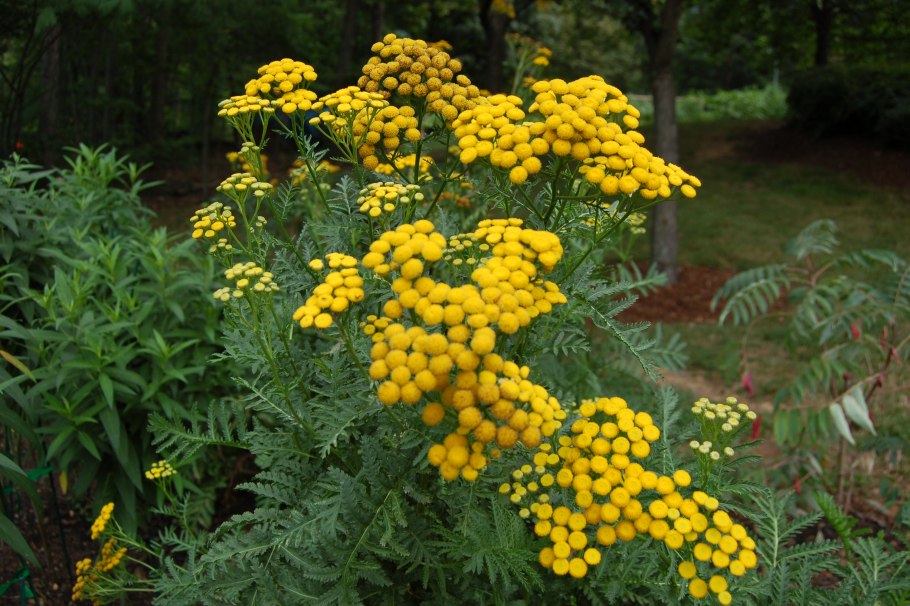 Пижма Садовая