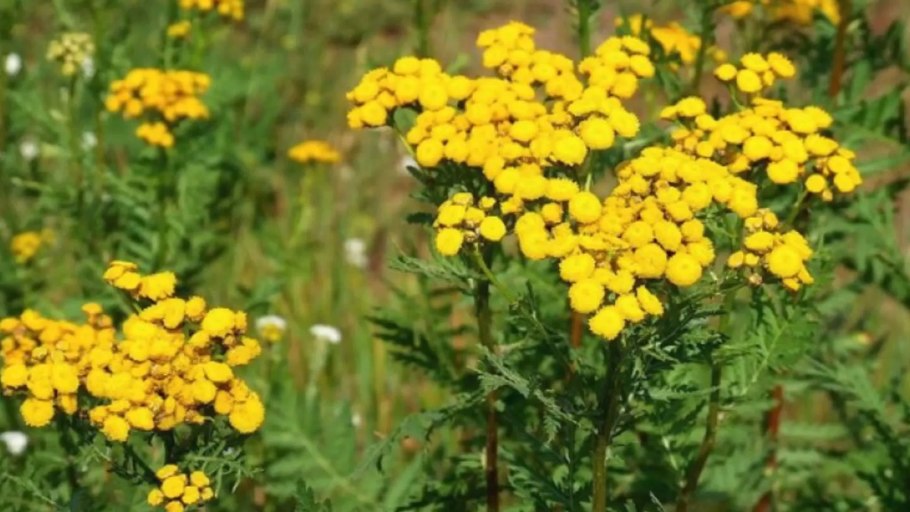 Пижма отпугивает мух