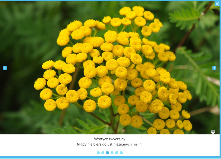 Пижма обыкновенная (Tanacetum vulgare)