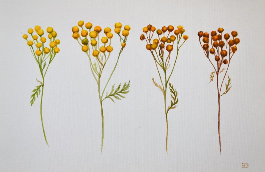 Пижма скетч