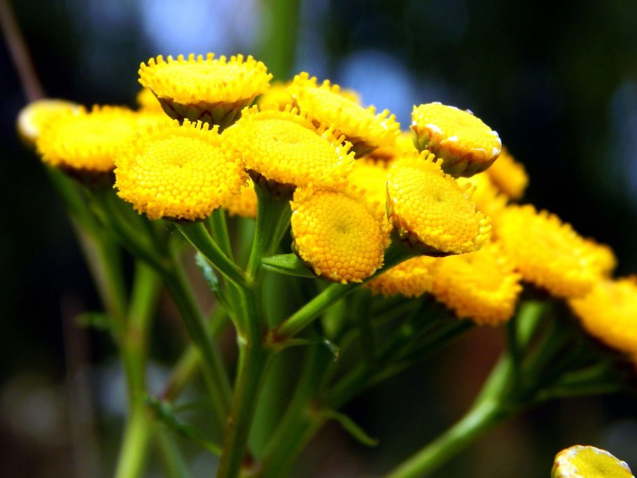 32. Пижма обыкновенная