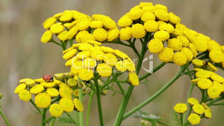 Пижма обыкновенная (Tanacetum vulgare) Ботаническая иллюстрация