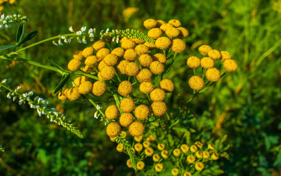 Пижма обыкновенная, Дикая Рябинка