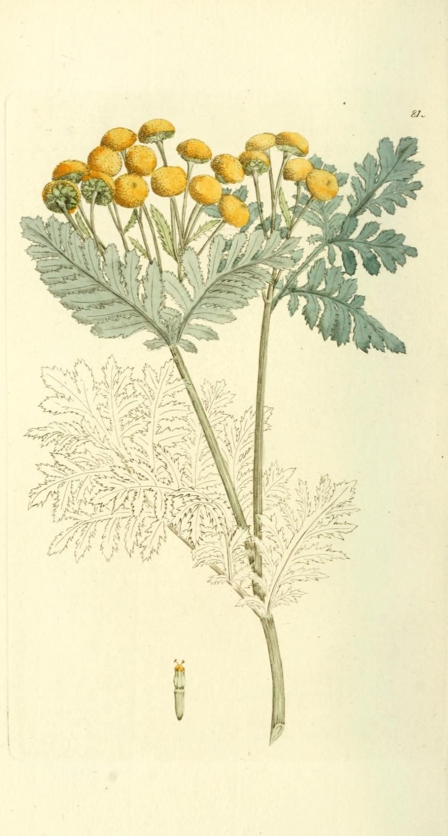 Пижма (Tanacetum vulgare l. 1753)