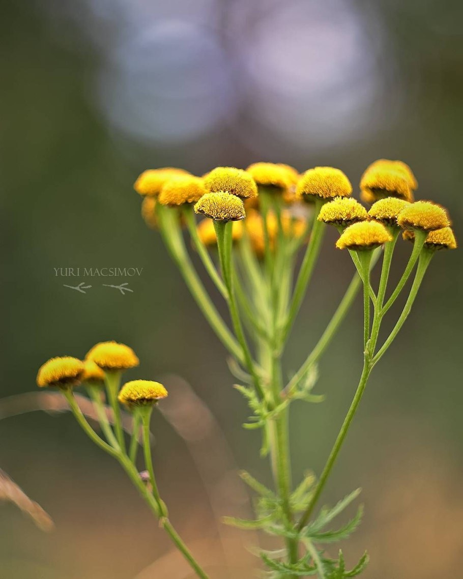 Пижма обыкновенная (Tanacetum vulgare)