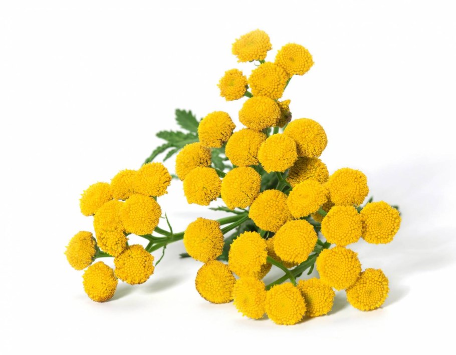 Пижма Нижний Новгород фото