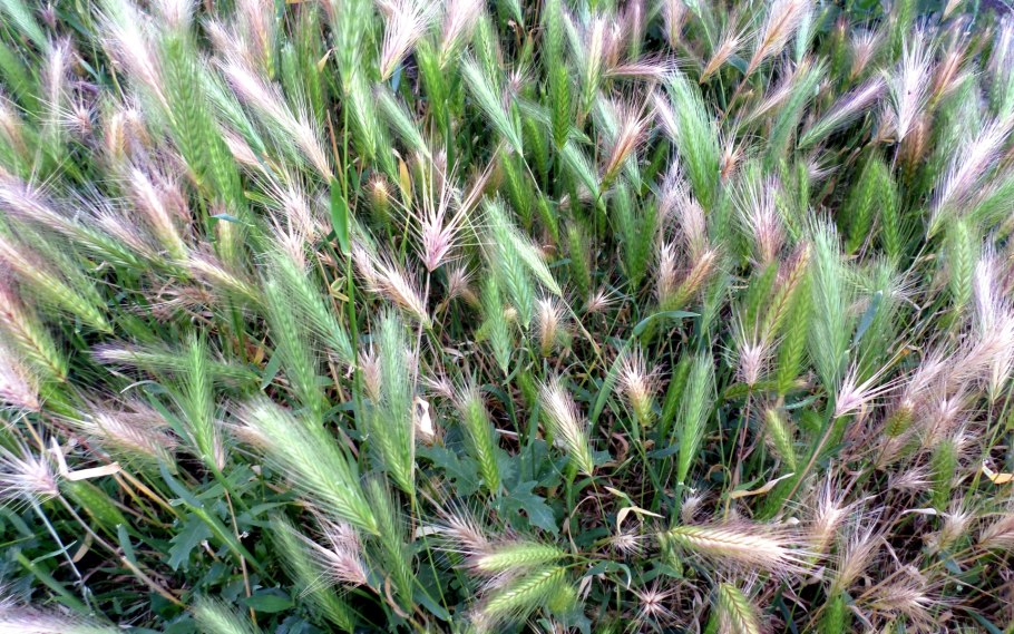 Злаковые колос сорняк