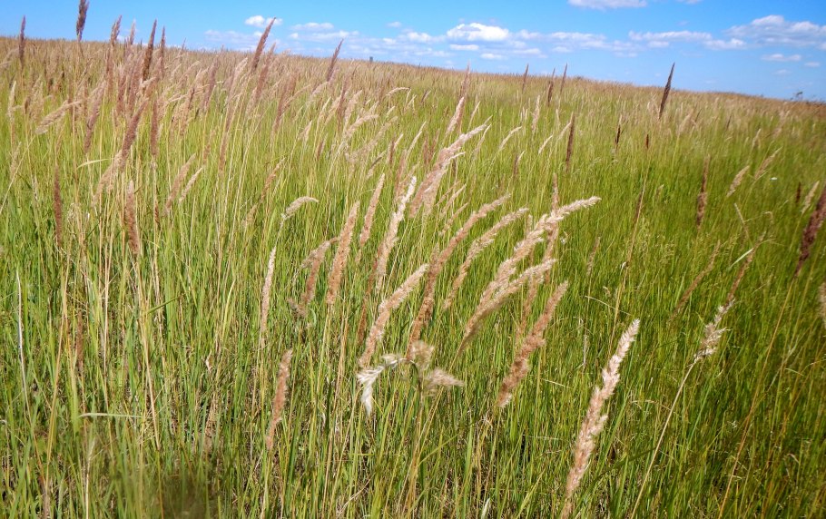Calamagrostis epigeios вейник