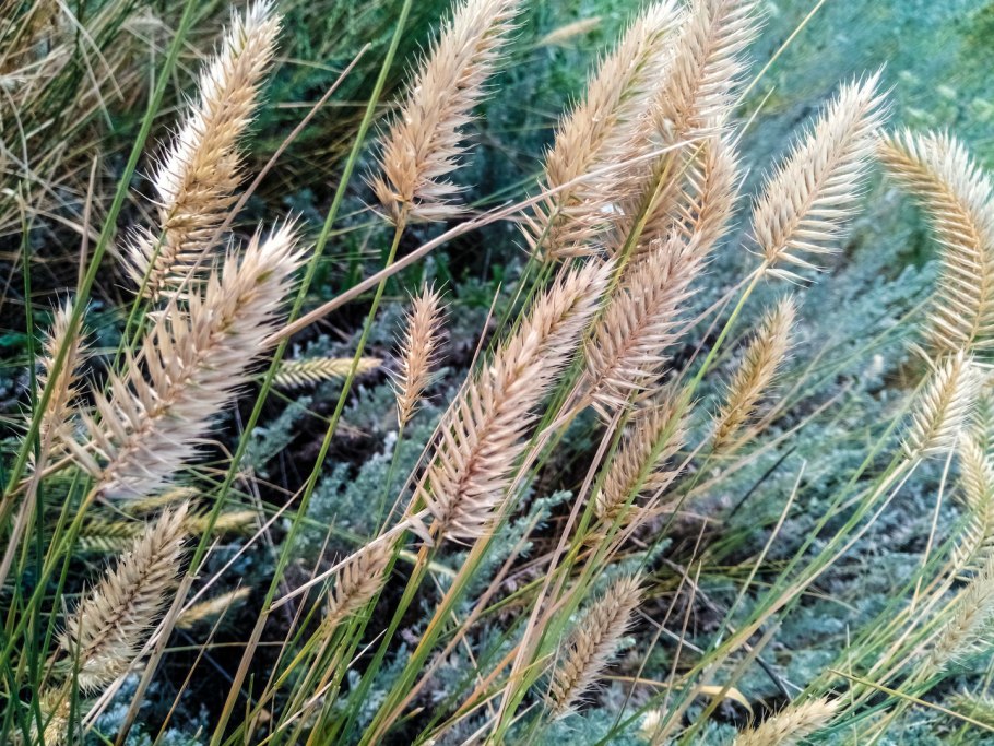 Житняк гребневидный agropyron pectinatum