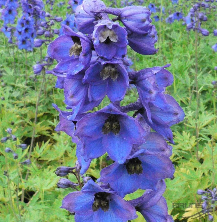 Дельфиниум БЛЮБЕРРИ Пай