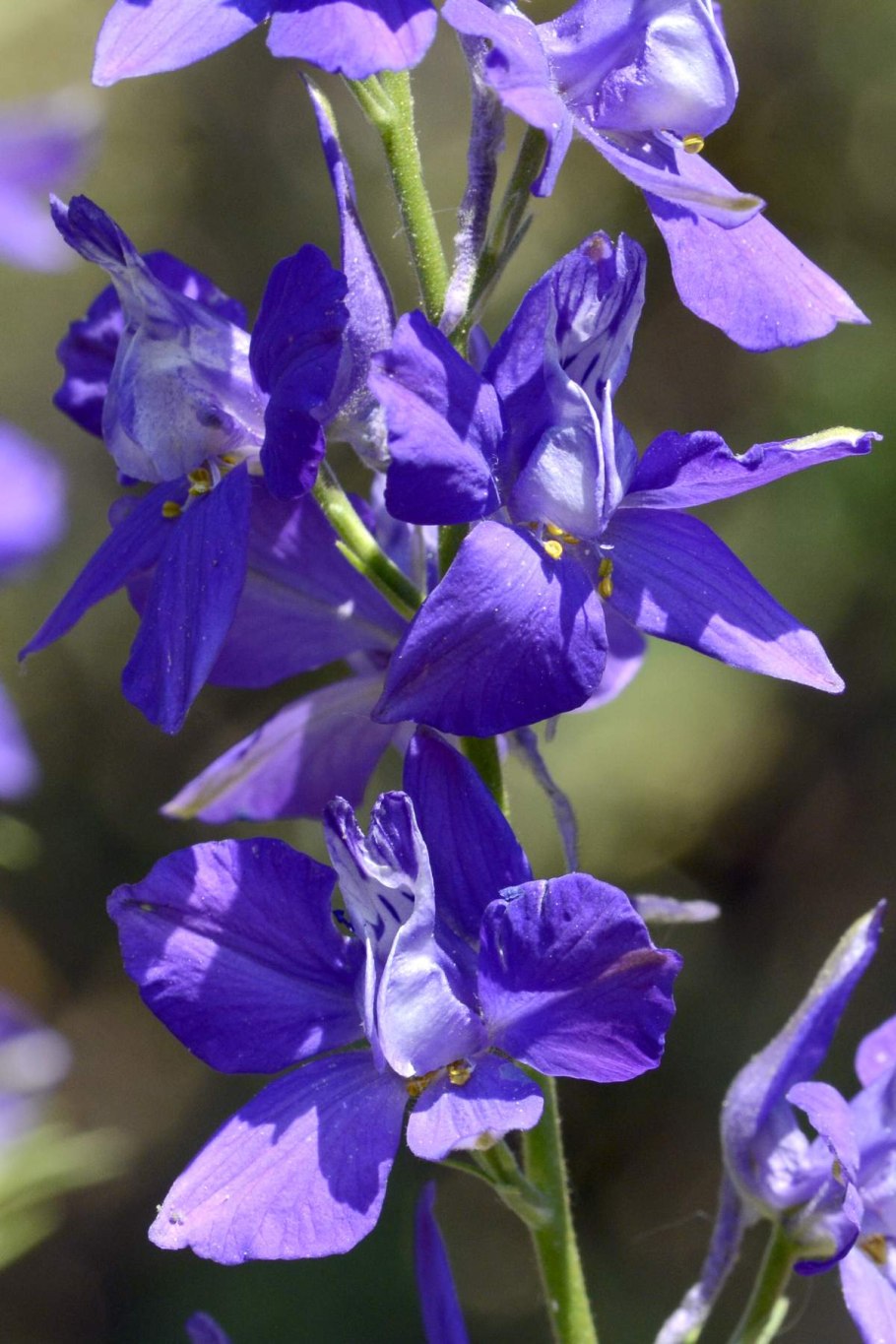 Дельфиниум живокость