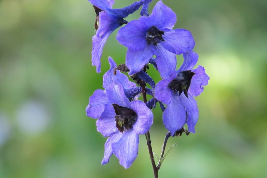 Delphinium Phantom-дельфиниум Фантом