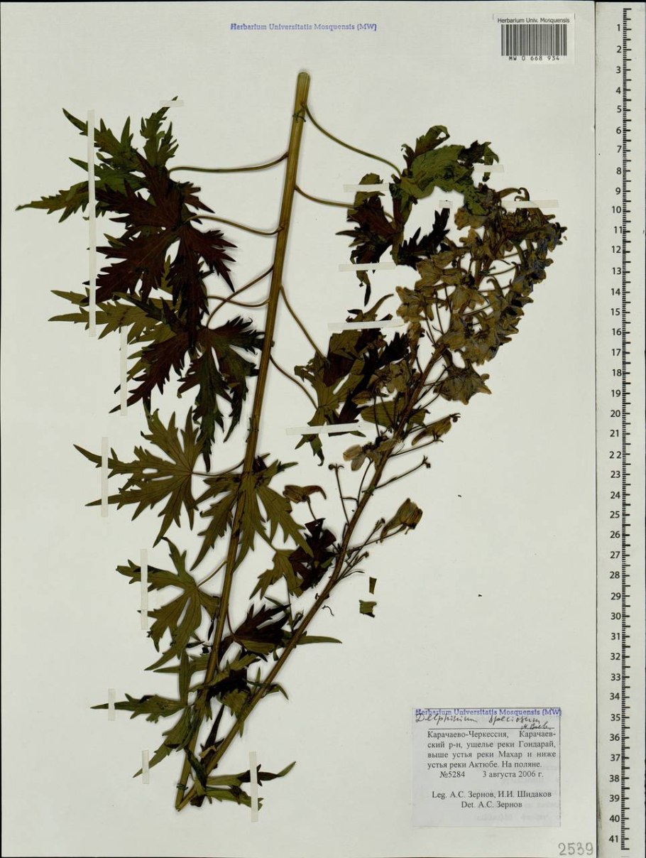 Дельфиниум живокость Полевая Ларкспур