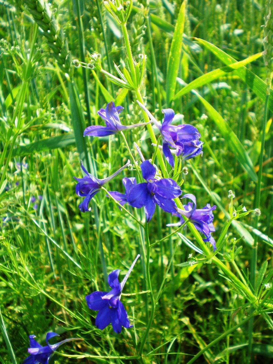 Дельфиниум Стафизагрия