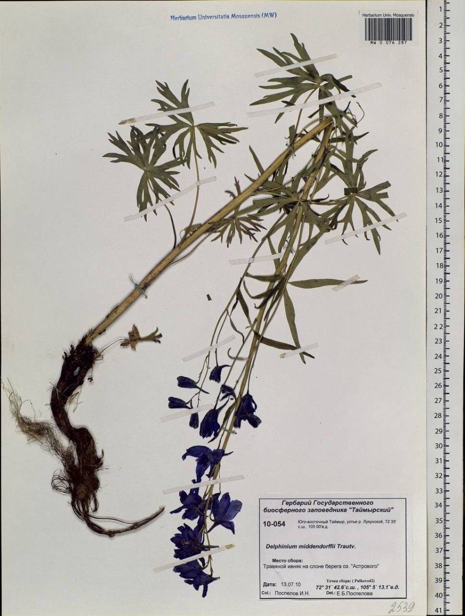 Дельфиниум Луговой фиолетовый