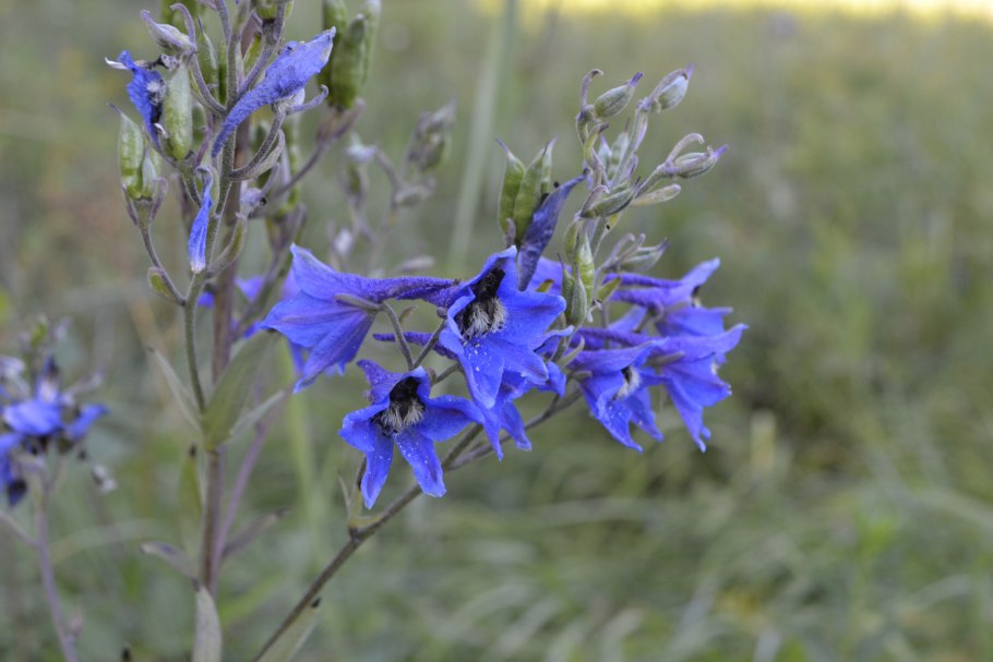Delphinium puniceum
