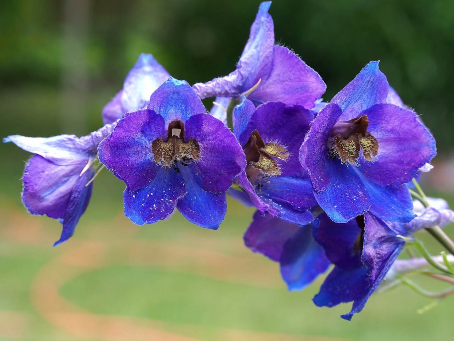 Шпорник дельфиниум