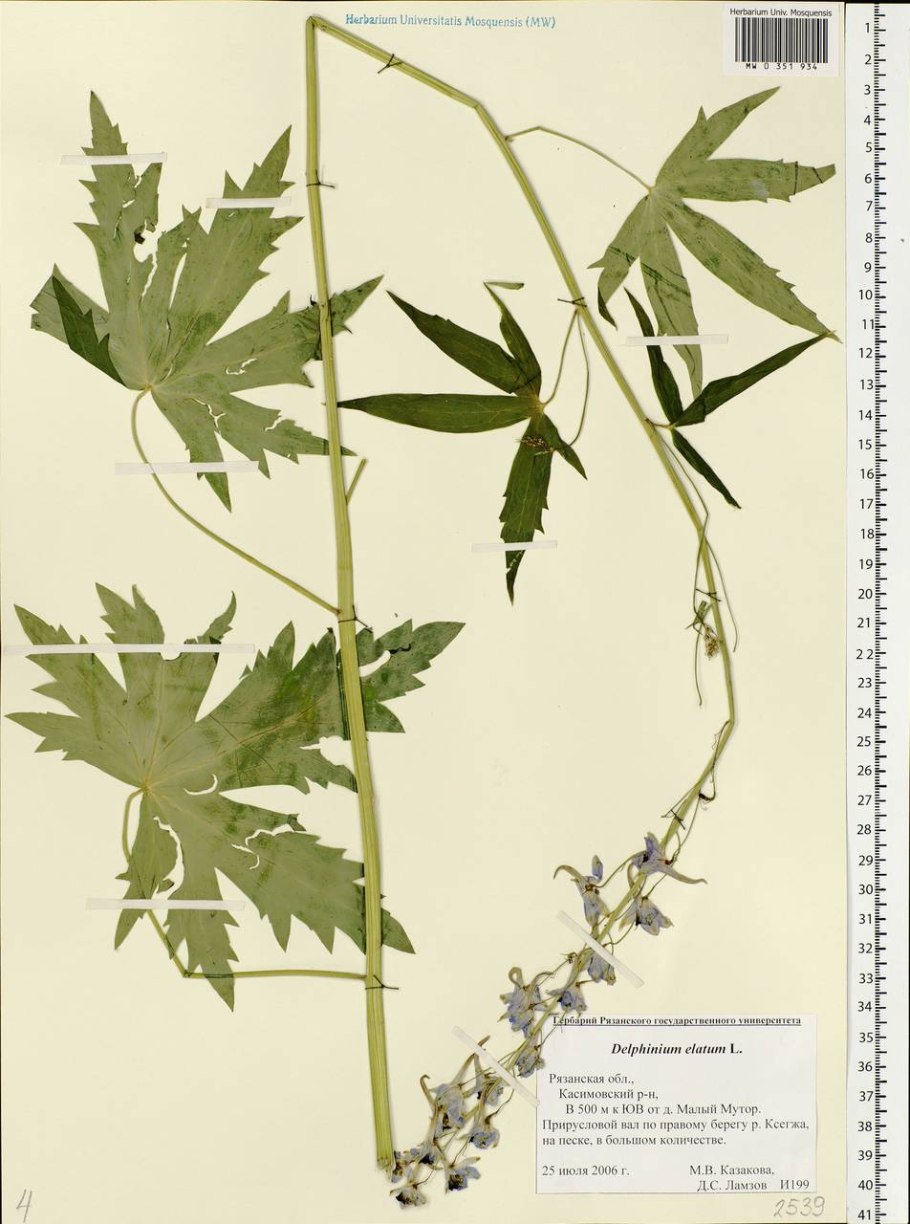 Живокость сетчатоплодная (Delphinium dictyocarpum)