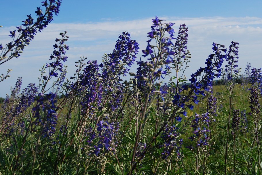 Живокость Палласа