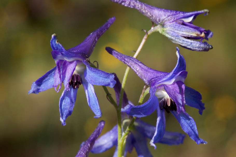 Дельфиниум живокость